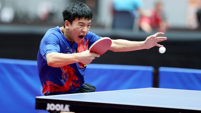 张本智和加盟中国球队？尘埃落定，王励勤官宣决定，梦想实现了